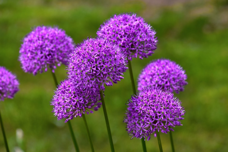 What to Plant in February Allium