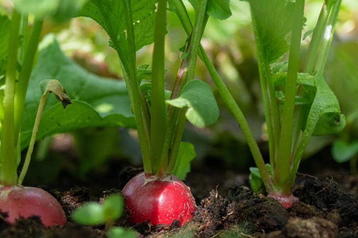 What to Plant in February Radish