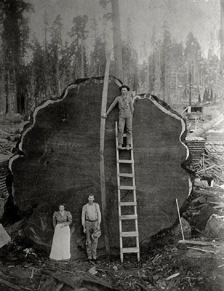History in Pictures,  Sequoia tree
