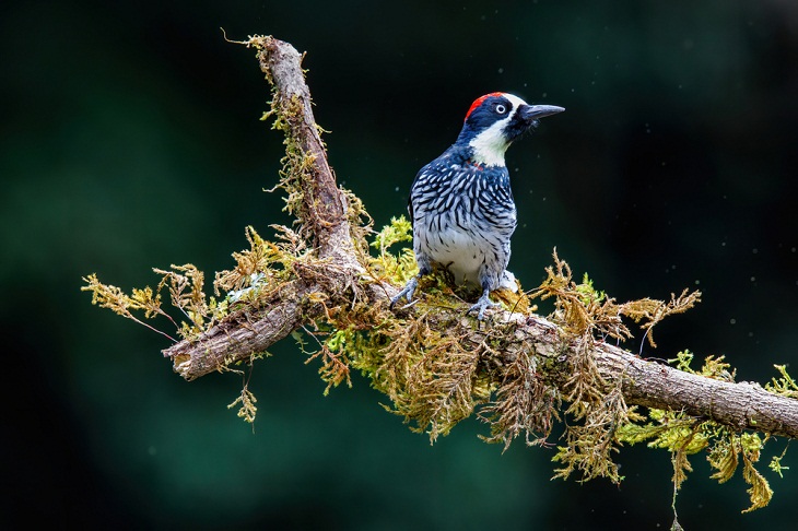 Beautiful Woodpecker Species, Acorn Woodpecker