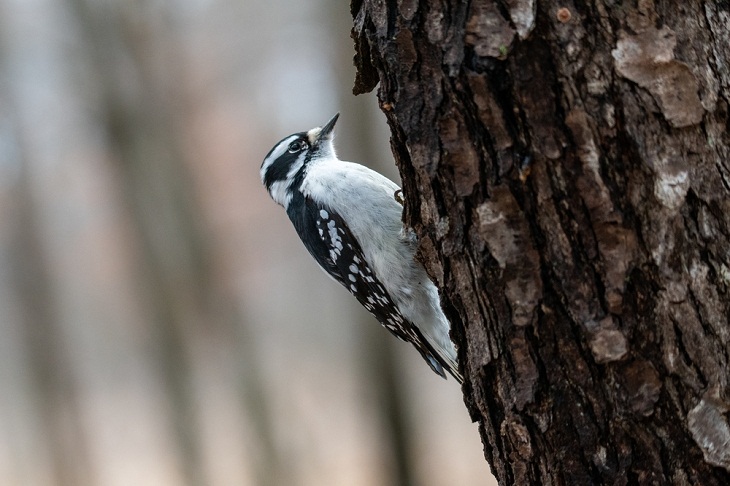 Beautiful Woodpecker Species, Hairy Woodpecker