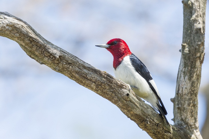 Beautiful Woodpecker Species, Red-Headed Woodpecker