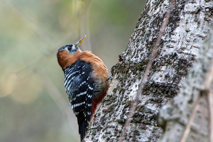 Beautiful Woodpecker Species, Rufous-Bellied Woodpecker