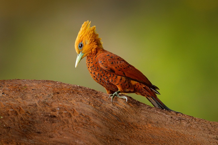 Beautiful Woodpecker Species, Chestnut Woodpecker