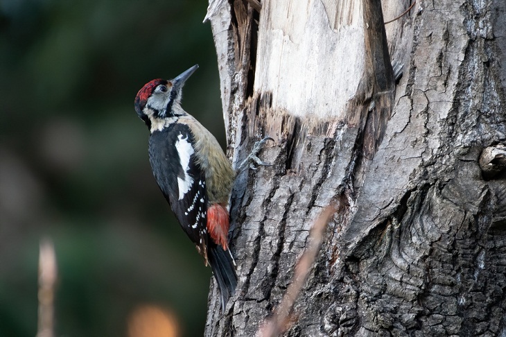 Beautiful Woodpecker Species, Himalayan Woodpecker