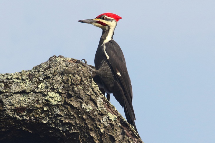 Beautiful Woodpecker Species, Pileated Woodpecker