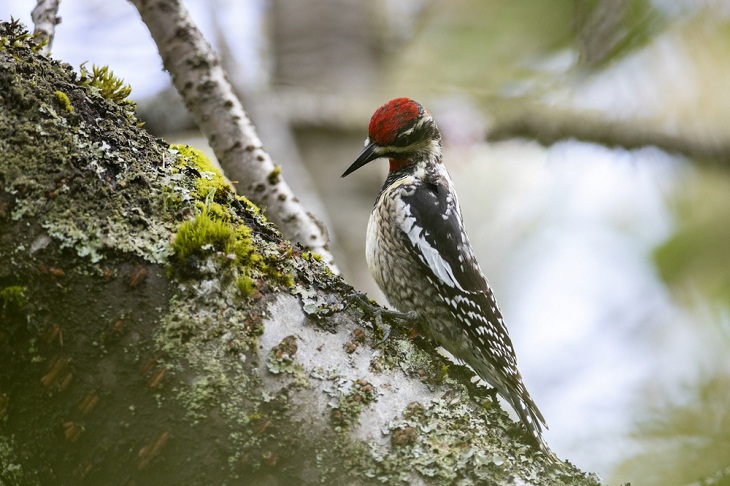 Beautiful Woodpecker Species,  Red-Naped Sapsucker