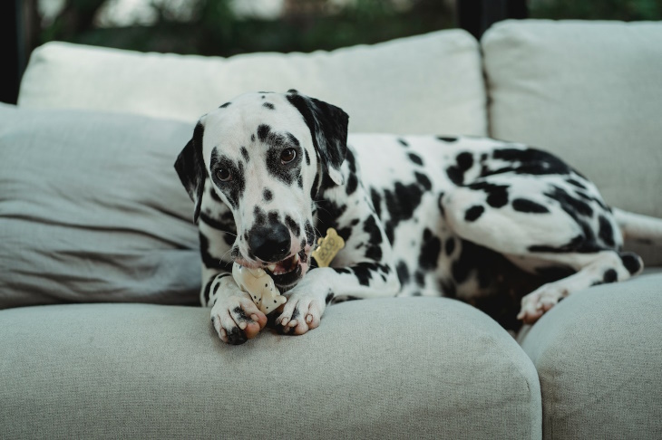 False Etymologies dalmatian chewing on a bone