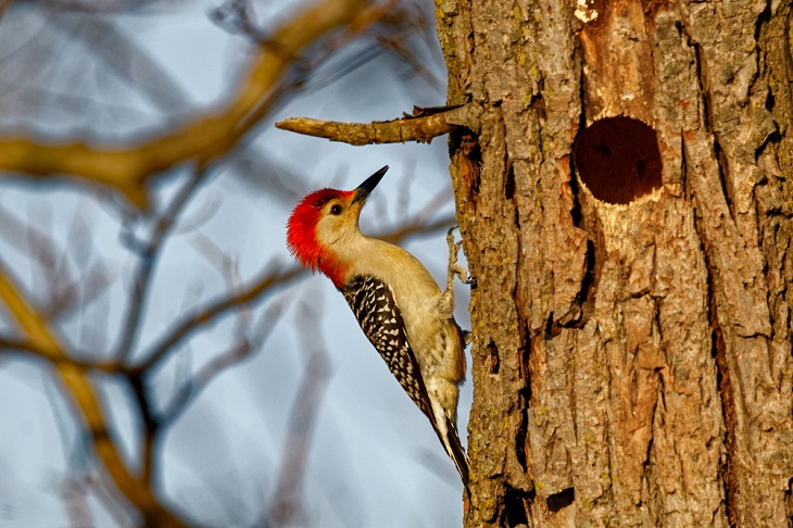 Beautiful Woodpecker Species,  Red-Bellied Woodpecker