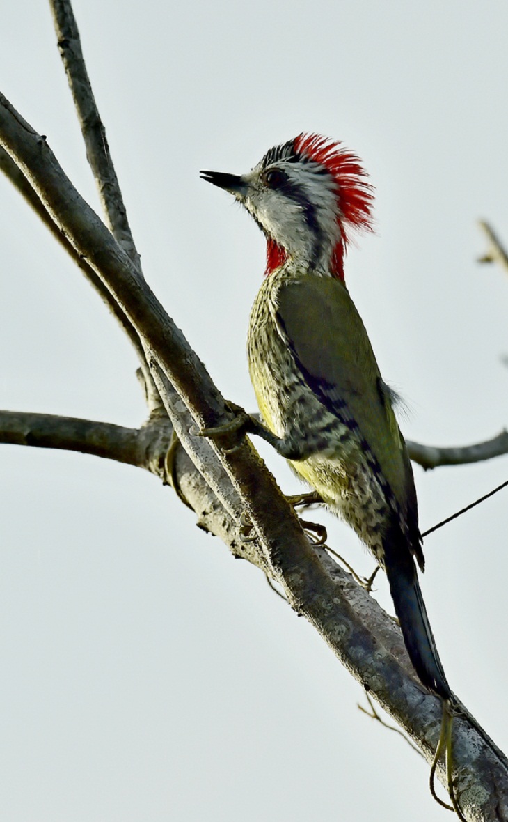 Beautiful Woodpecker Species, Cuban Green Woodpecker