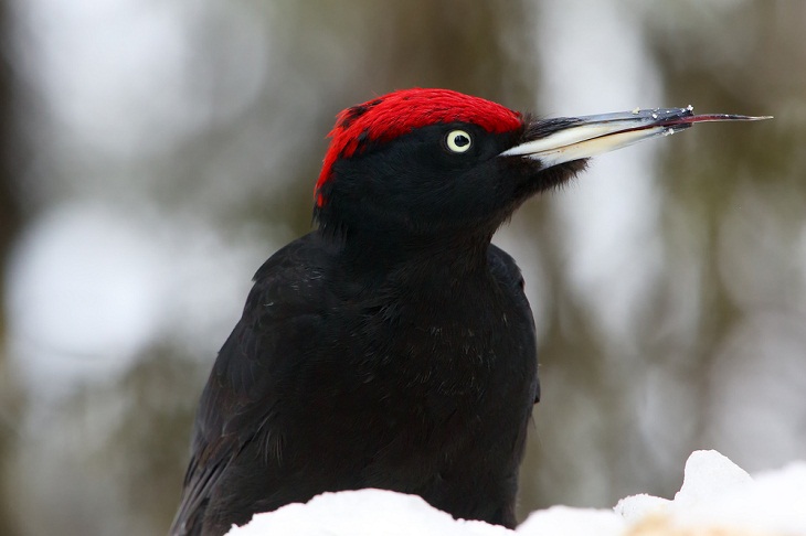 Beautiful Woodpecker Species, Black Woodpecker 