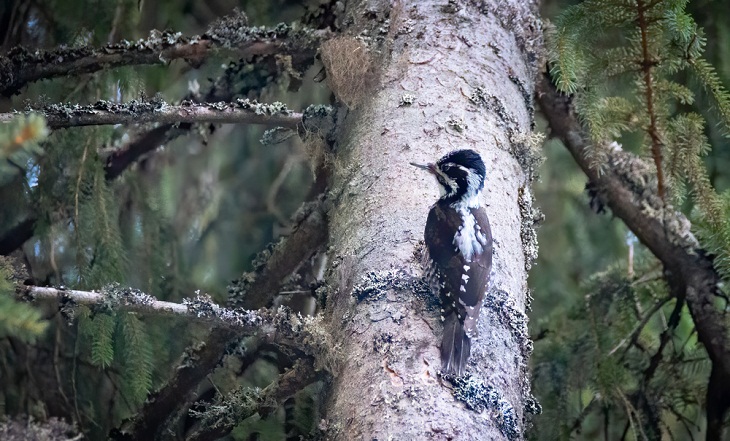 Beautiful Woodpecker Species, Eurasian Three-Toed Woodpecker