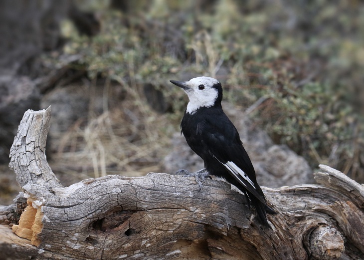 Beautiful Woodpecker Species, White-Headed Woodpecker