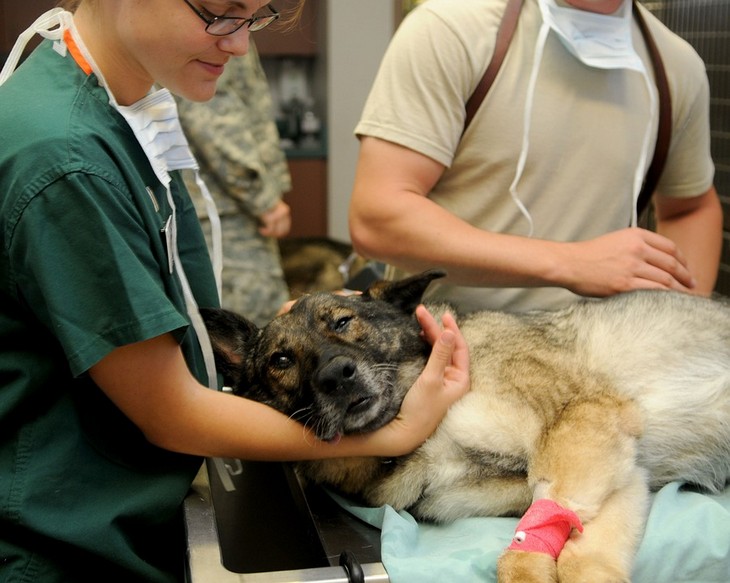 12 things vets want pet owners to know