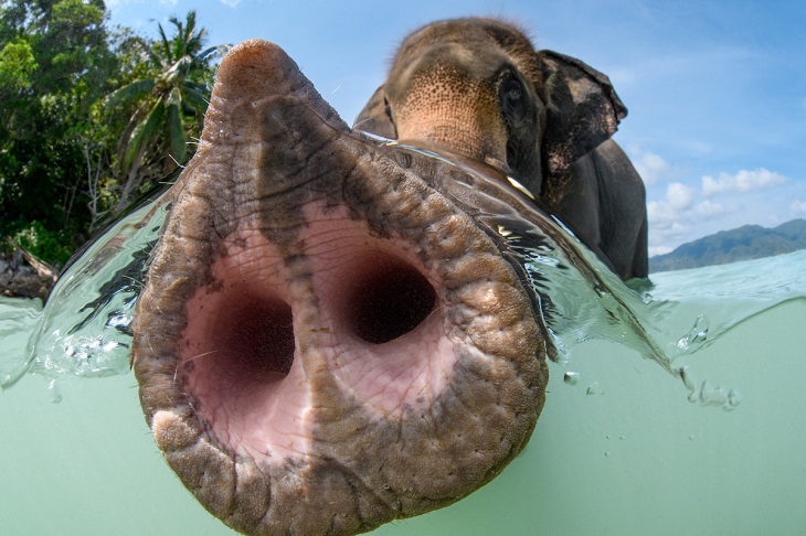 Underwater Photographer of the Year 2023, elephant