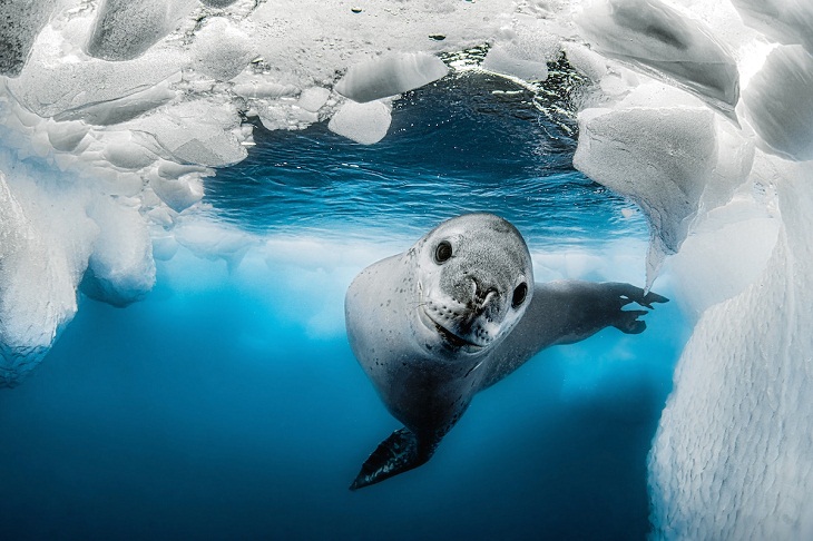 Underwater Photographer of the Year 2023, leopard seal 