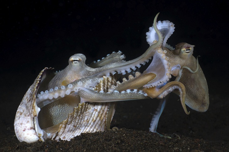 Underwater Photographer of the Year 2023, coconut octopuses