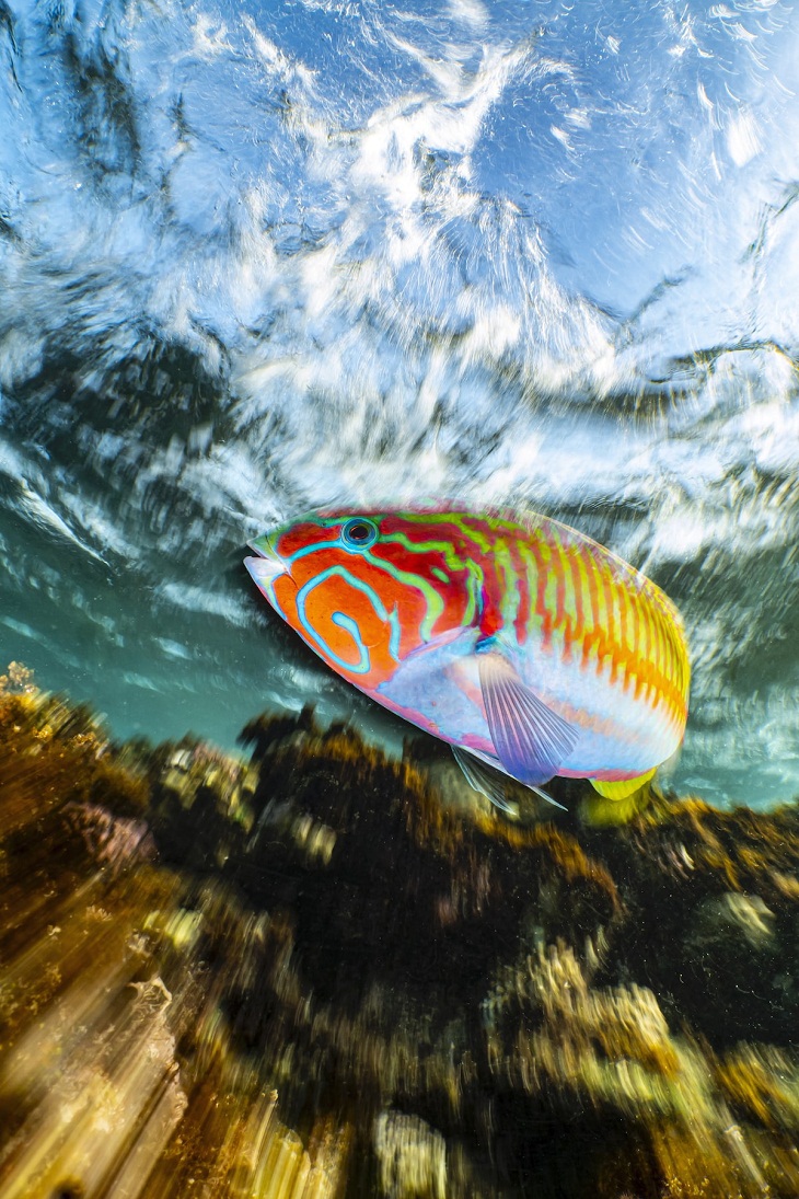 Underwater Photographer of the Year 2023, Klunzinger's Wrasses.