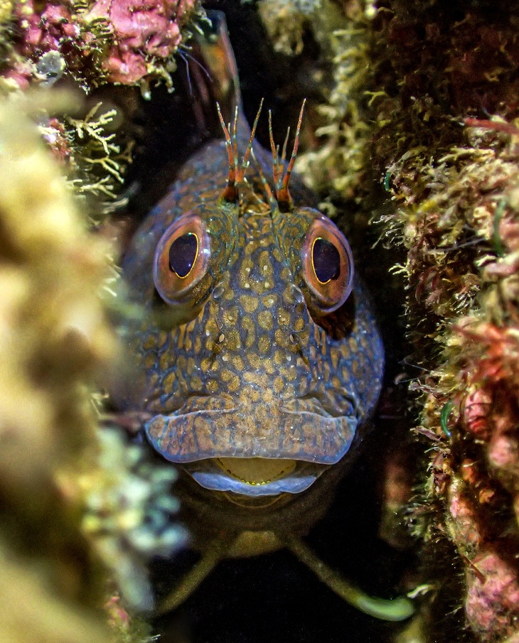 Underwater Photographer of the Year 2023, Blenny 