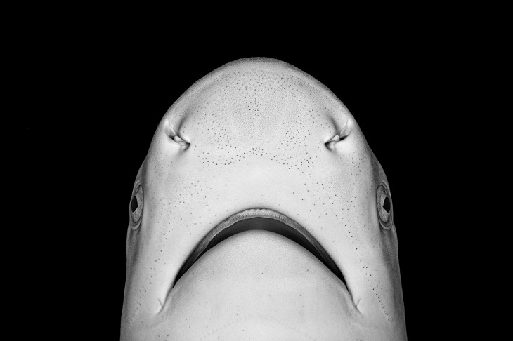 Underwater Photographer of the Year 2023,  blacktip reef shark