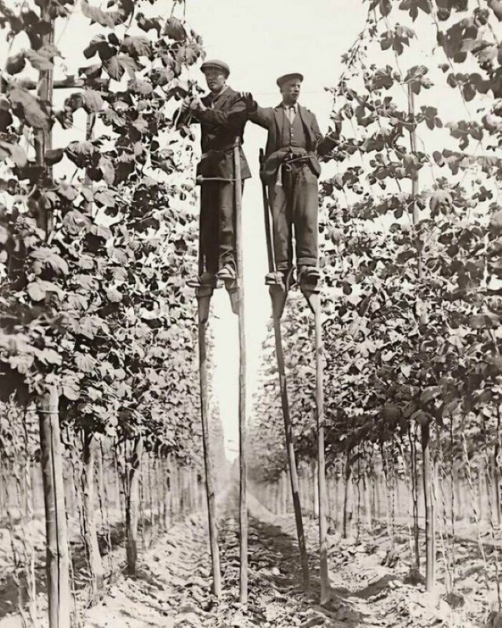Historical Photos "Hop Pickers On Stilts In Faversham England 1920"