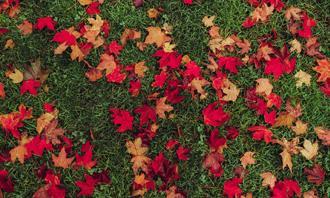 Find the differences in autumn: fallen leaves on grass