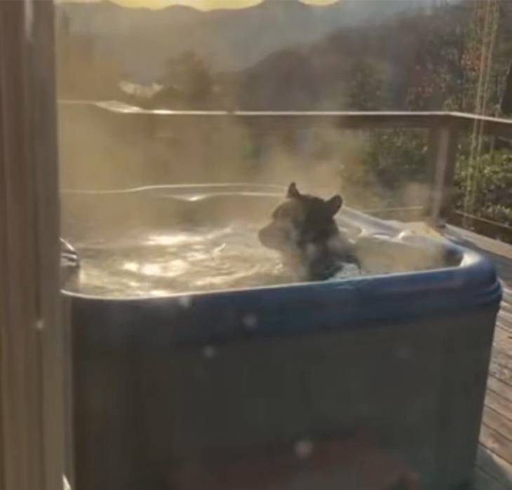 Cute and Funny Wild Animals bear in a jacuzzi