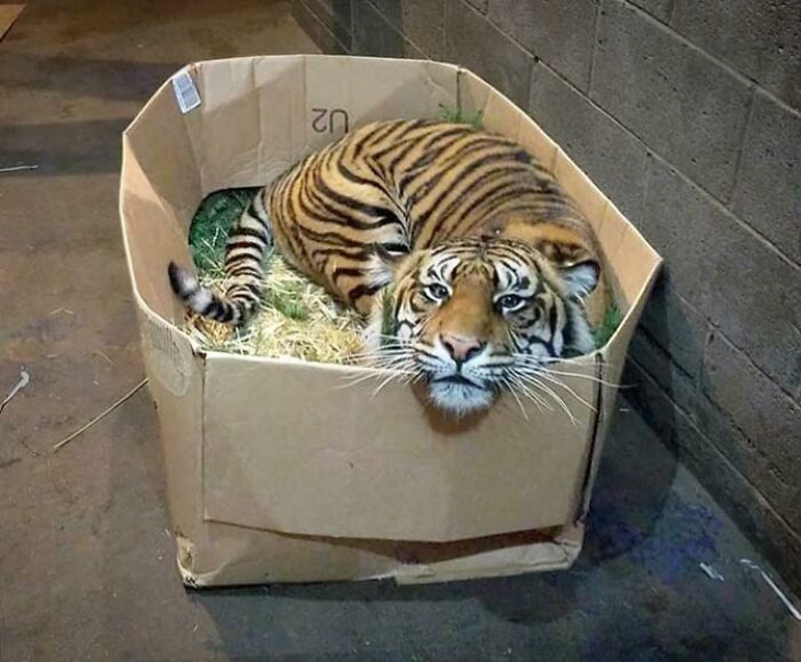 Cute and Funny Wild Animals tiger in a box