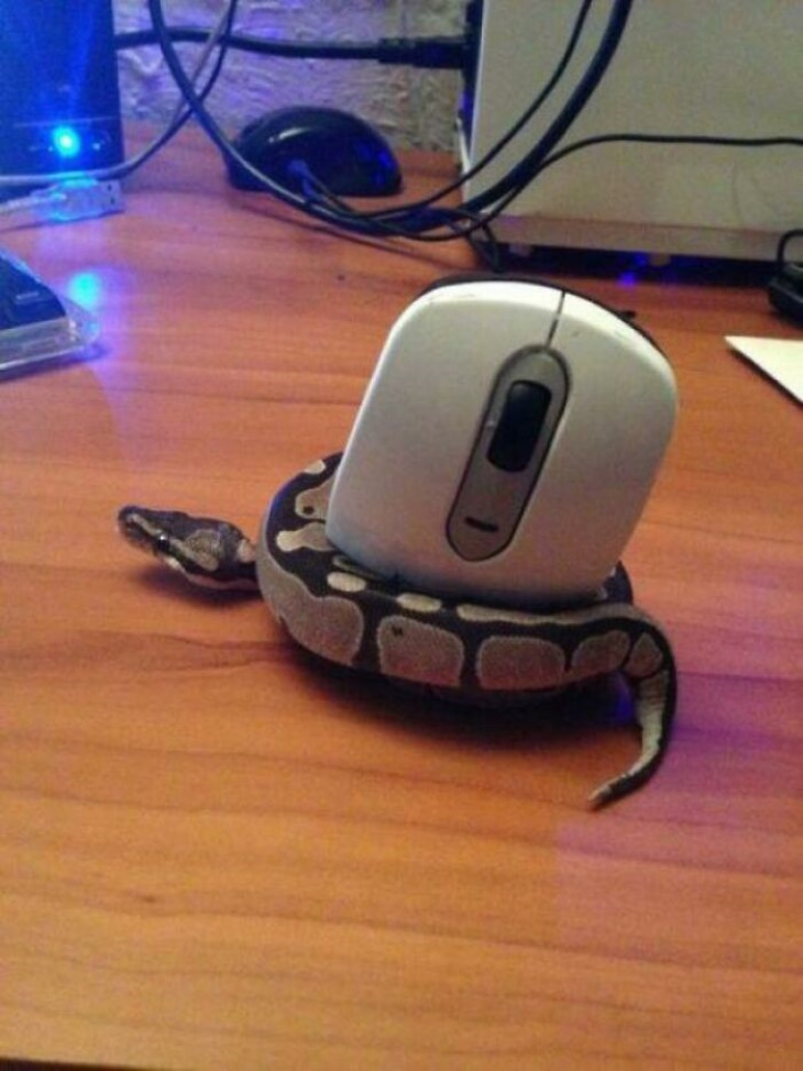 Cute and Funny Wild Animals snake with computer mouse