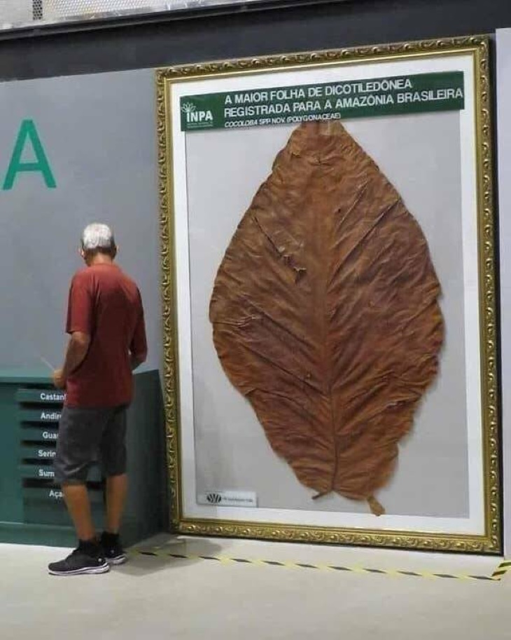Photos From History and Beyond biggest leaf ever found in the Amazon Rainforest