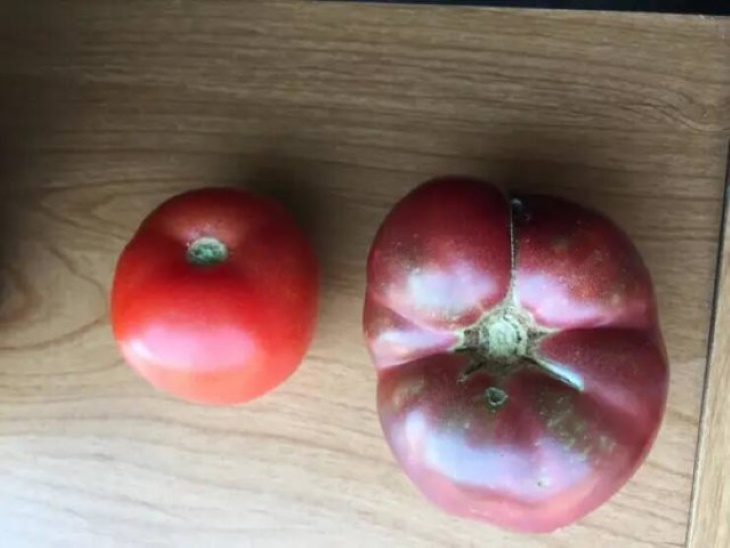 Photos From History and Beyond tomatoes