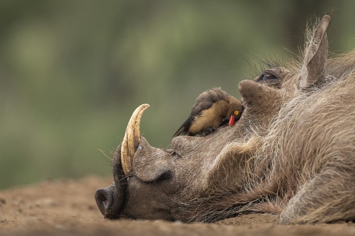 World Nature Photography Awards, boar and bird