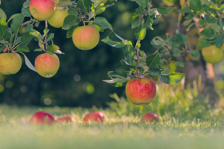 Food Facts Apple tree