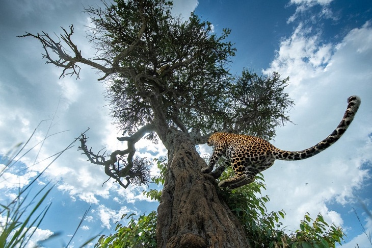 World Nature Photography Awards, leopard