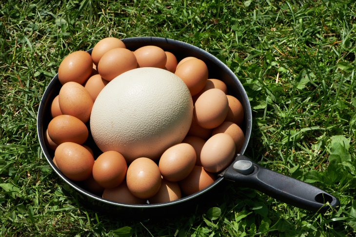 Food Facts ostrich egg 