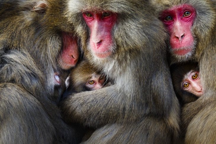 World Nature Photography Awards, macaques 