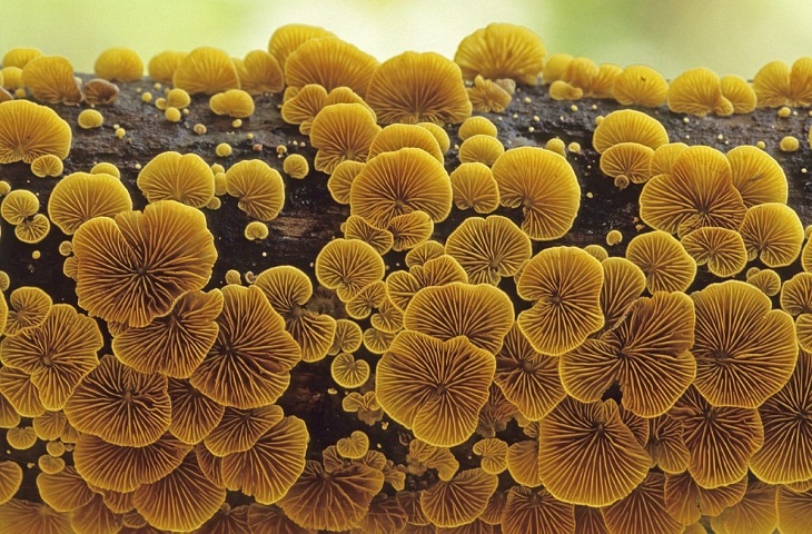 World Nature Photography Awards, Crepidotus fungus