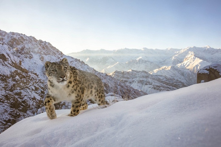 World Nature Photography Awards, snow leopard 
