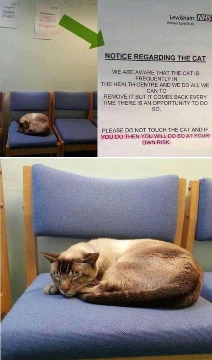 Hilarious Signs cat