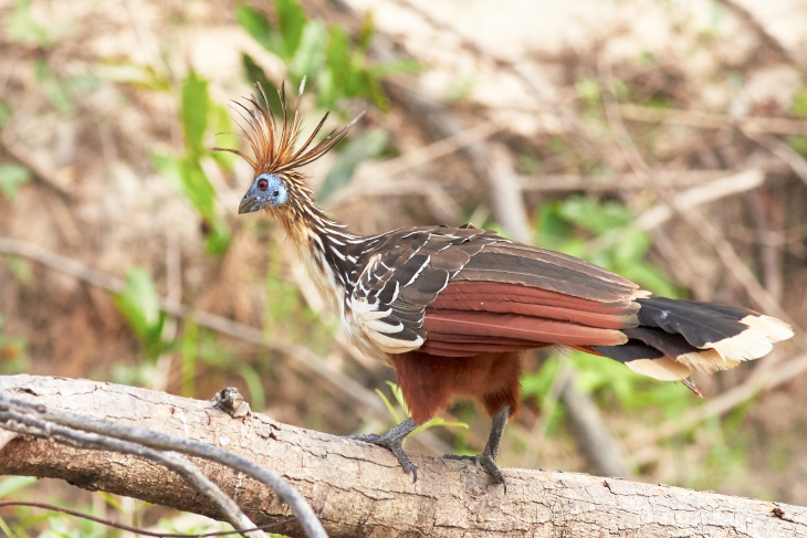 Bird Facts hoatzin