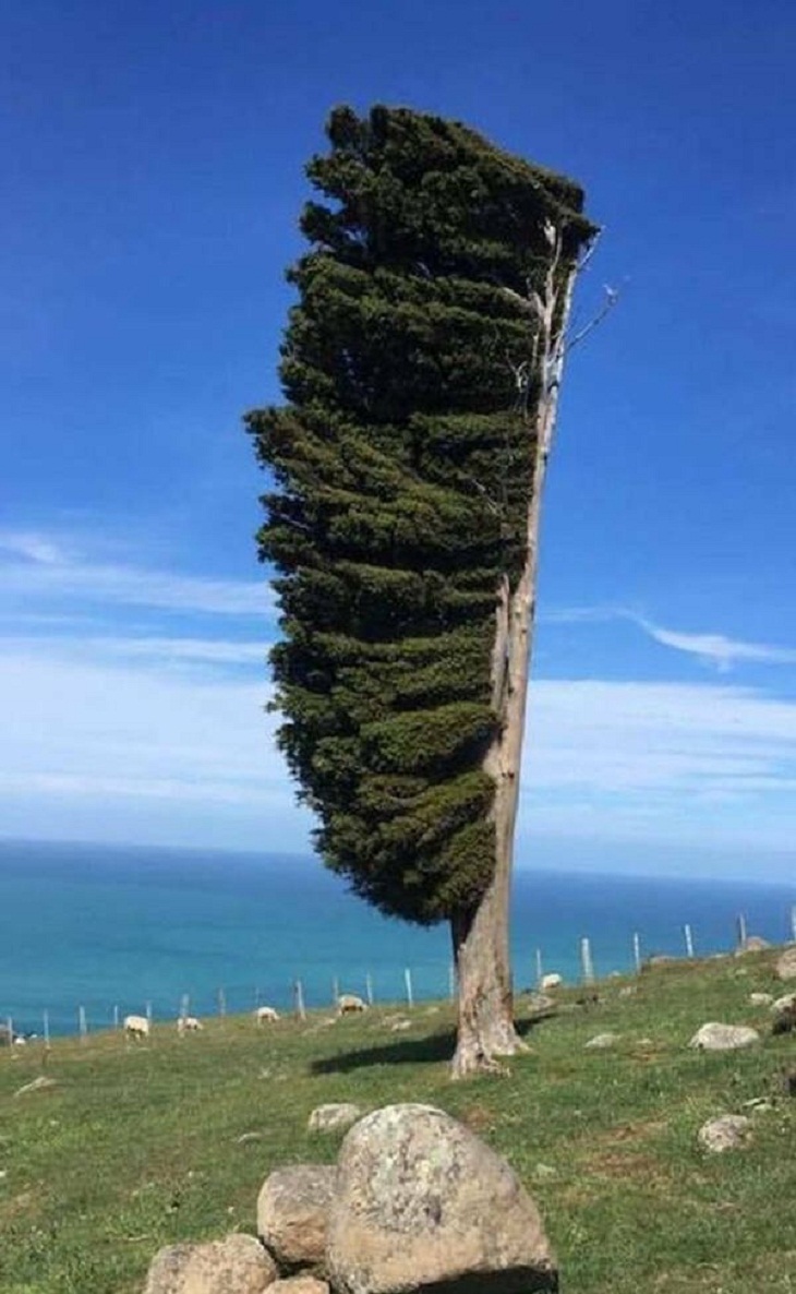 Nature Photos, Banks Peninsula, New Zealand