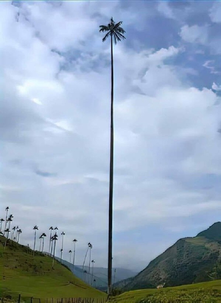 Nature Photos, tallest palm tree