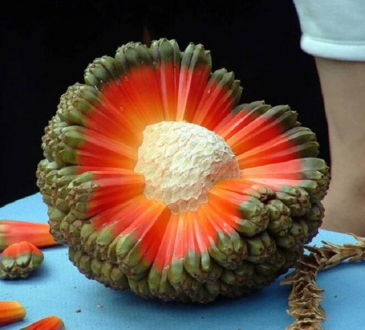 Nature Photos, The hala fruit.