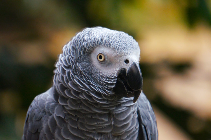 Bird Facts Parrots