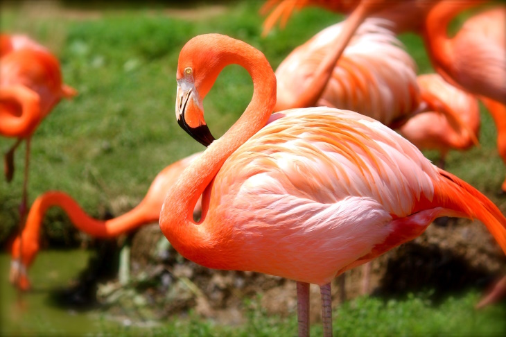 Bird Facts Flamingo