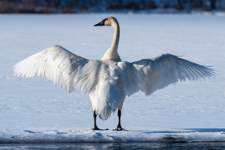 Bird Facts whistling swan