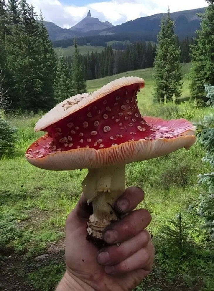 Nature Photos, muscaria mushroom