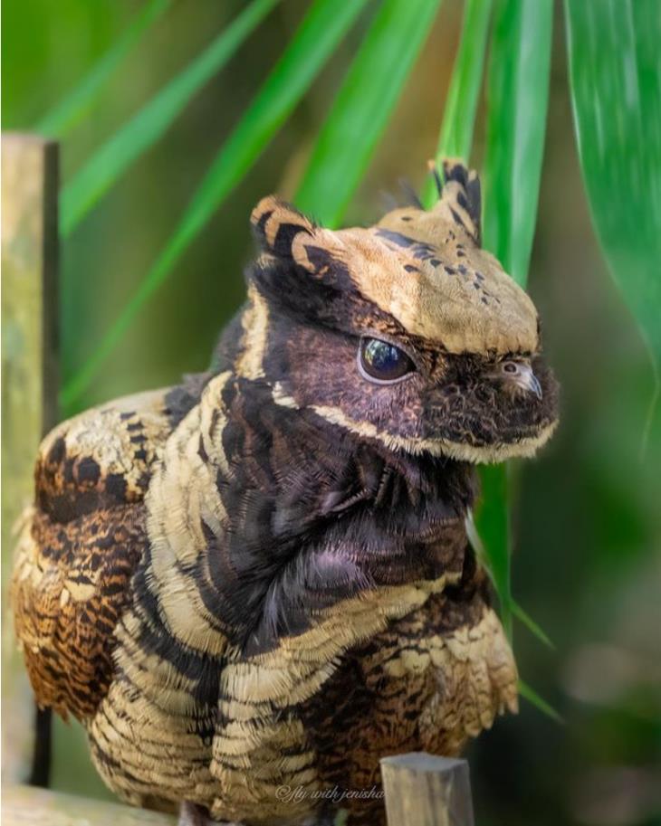 Bird Facts Great-Eared Nightjar (Lyncornis macrotis)