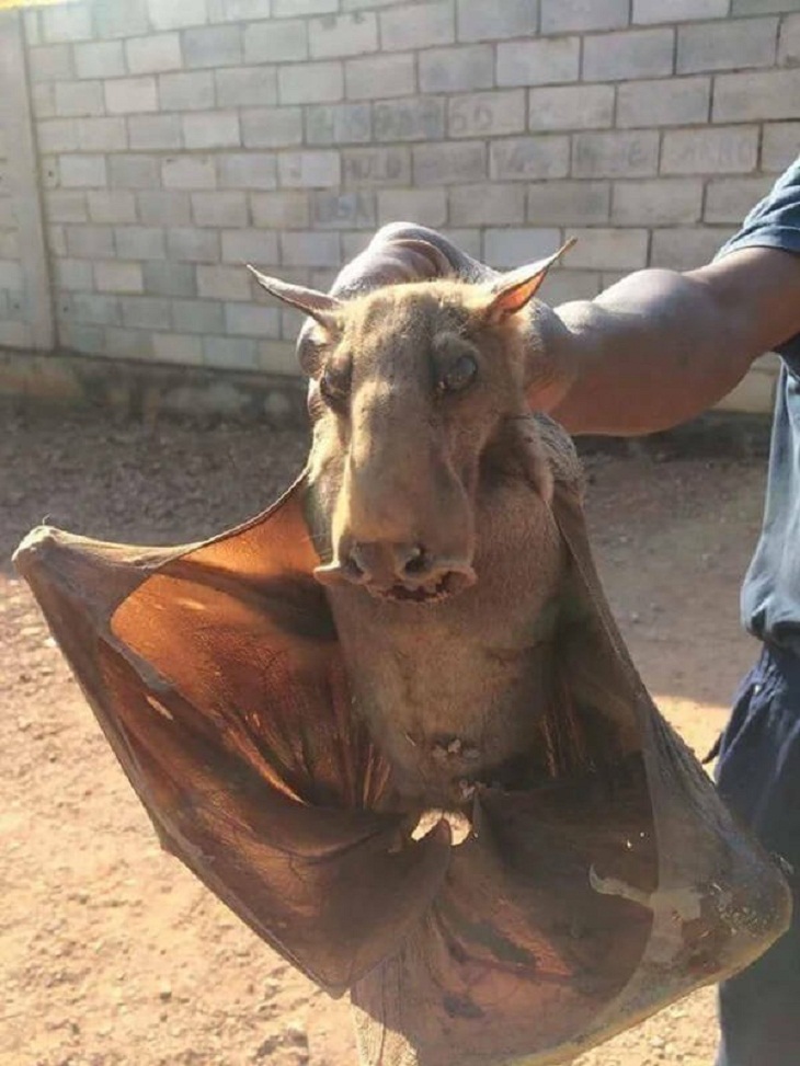 Nature Photos, hammer-headed bat