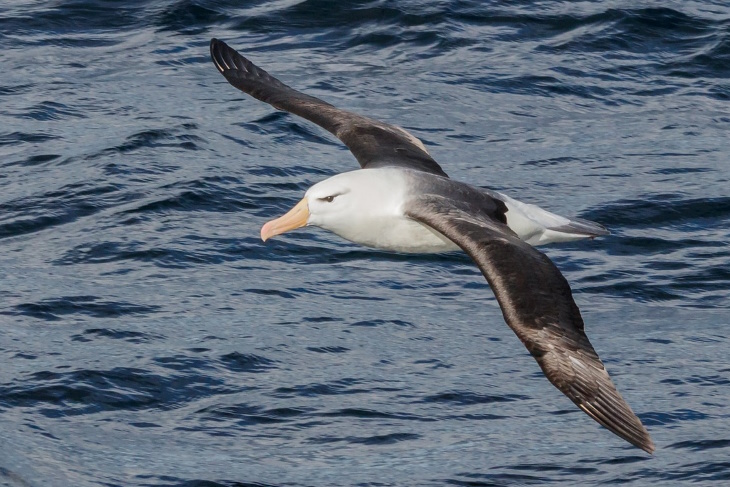 Bird Facts Albatross